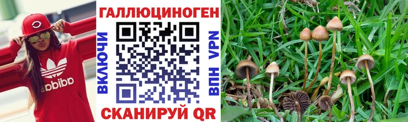 Псилоцибиновые грибы прущие грибы  цены наркотик  Новошахтинск 